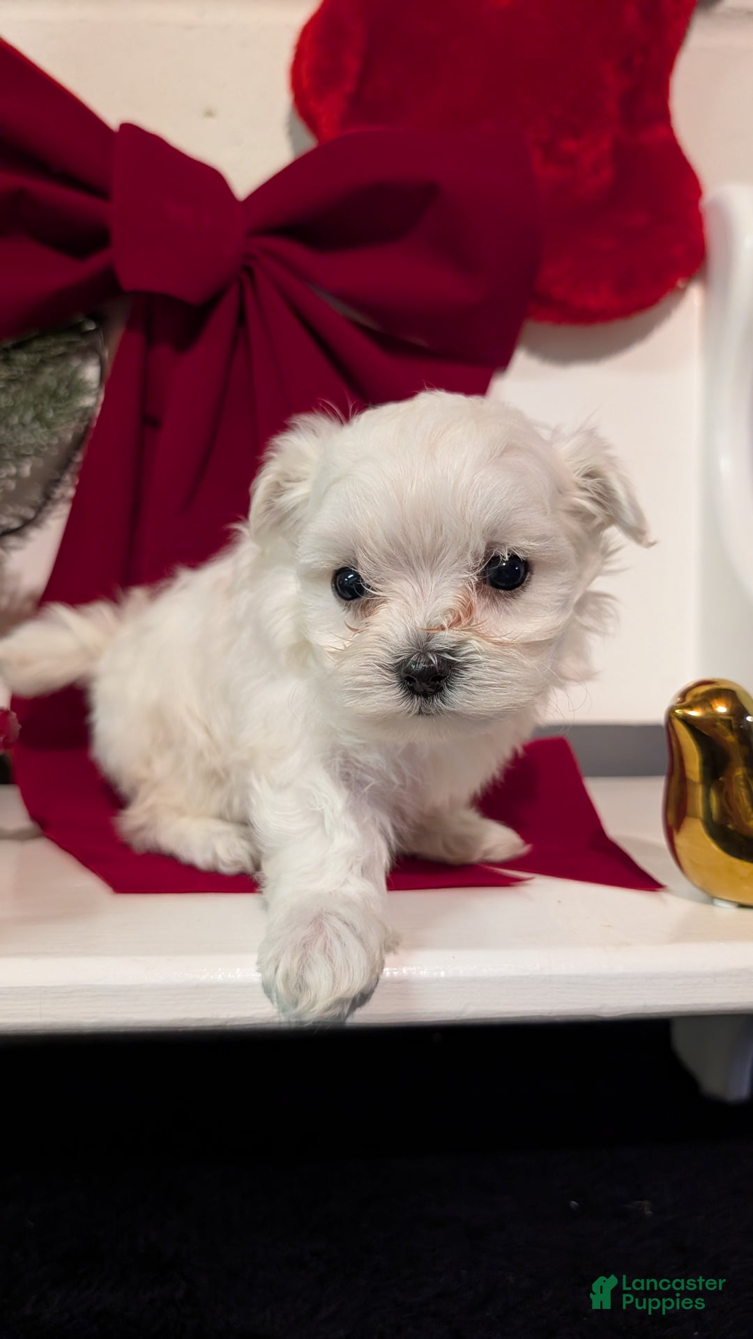 Maltese dogs for sale: Koko - Ad 9