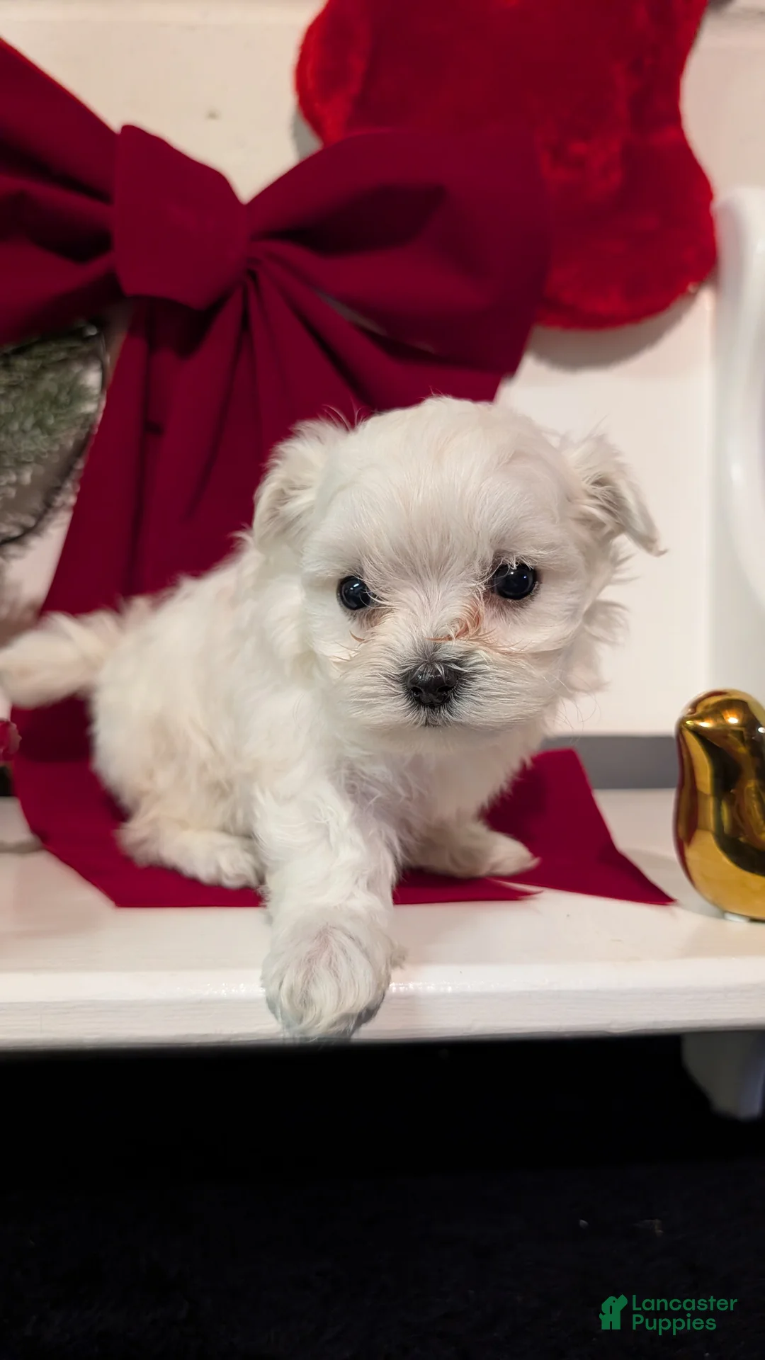 Maltese dogs for sale: Koko - Ad 9