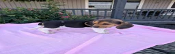 Beagle dogs for sale: Pansy - Ad 3