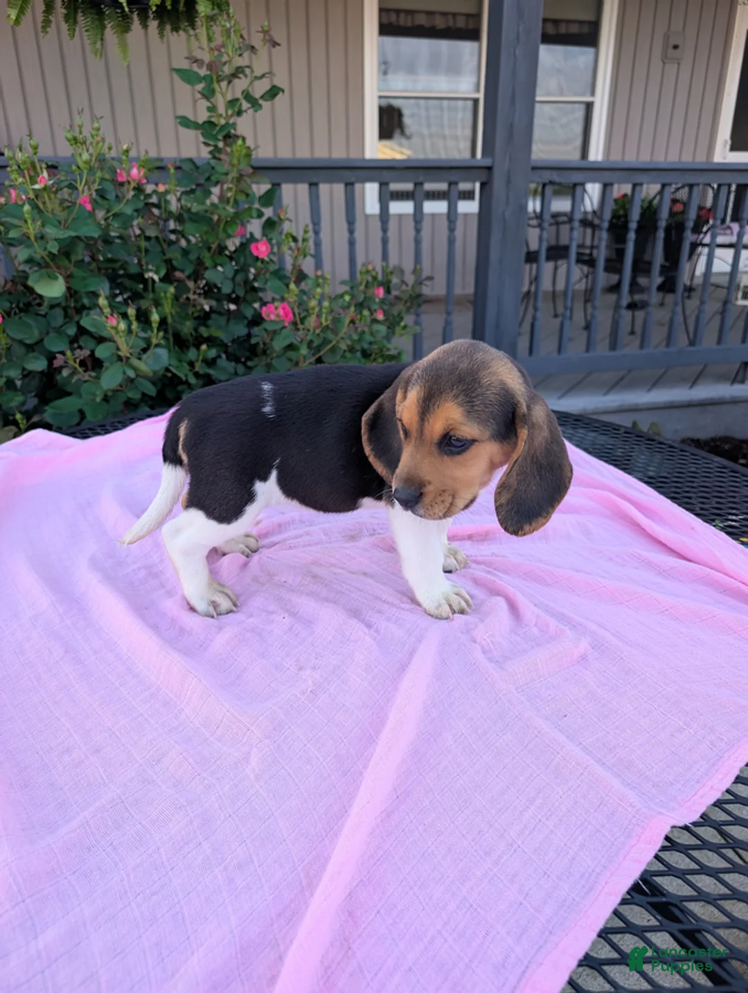 Beagle dogs for sale: Pansy - Ad 3