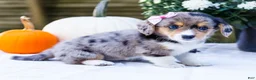 Mixed Breed dogs for sale: Coco - Ad 8