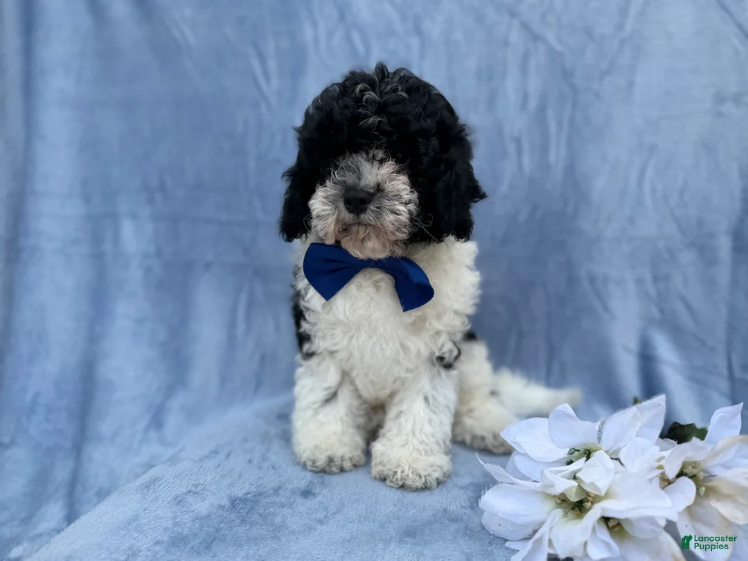 Cavapoo dogs for sale: Odie - Ad 4