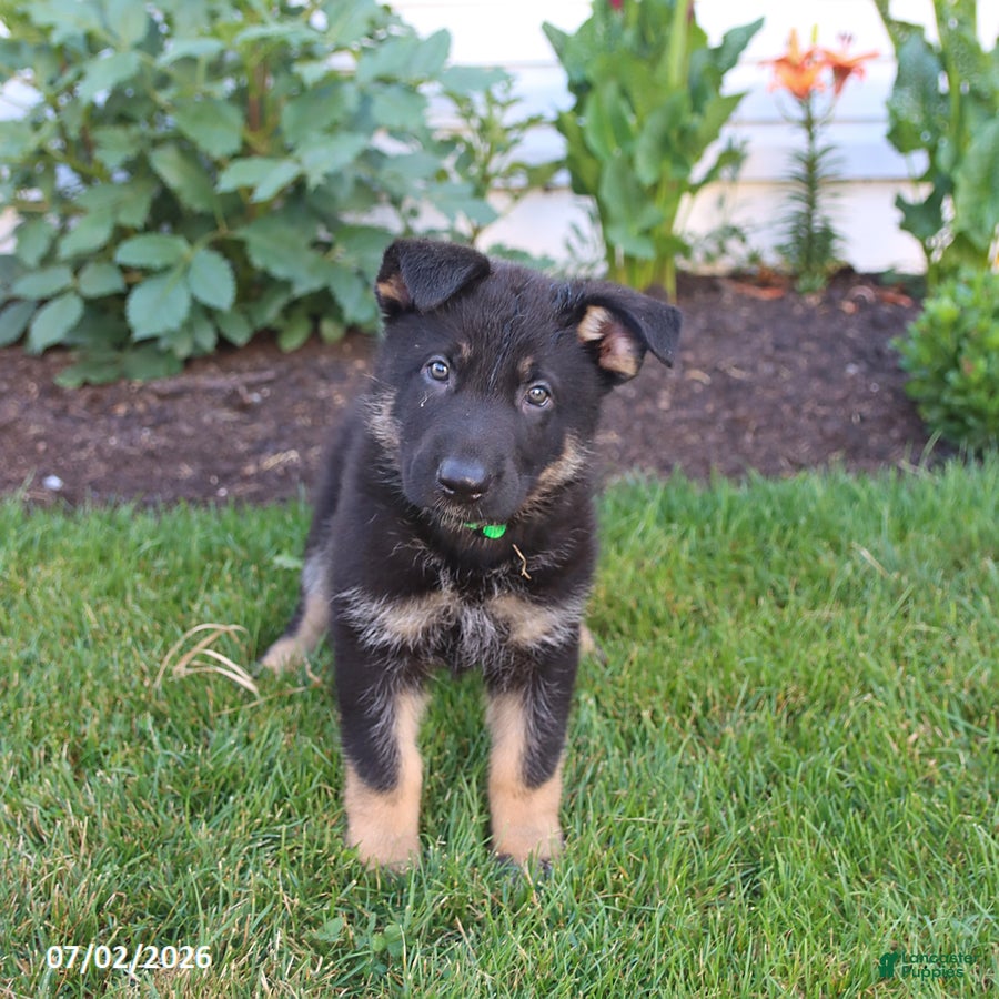 German Shepherd dogs Sebastian  - Ad 1