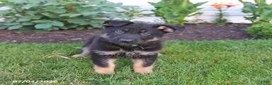 Sebastian 