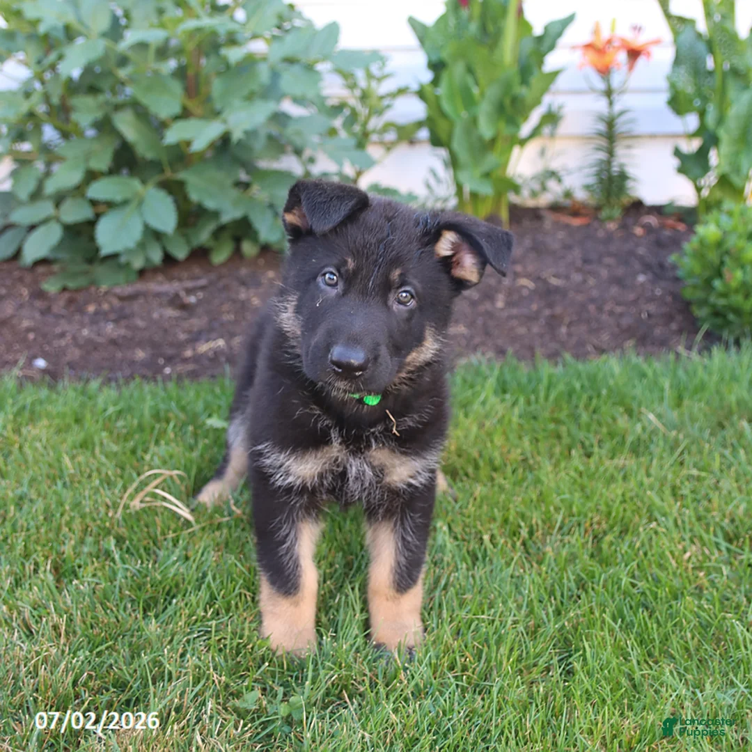 German Shepherd dogs for sale: Sebastian  - Ad 1