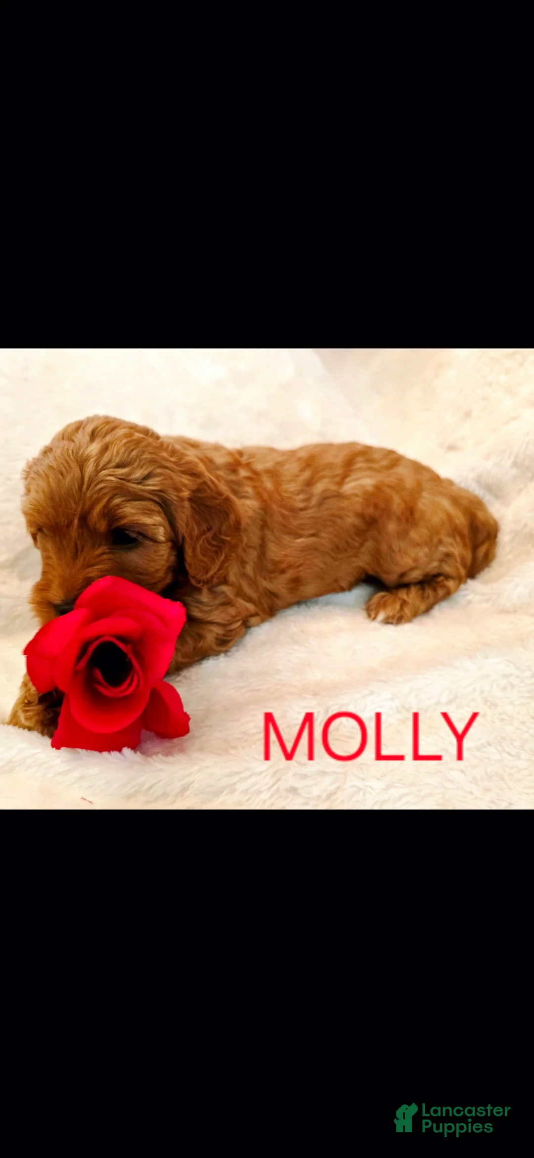 Goldendoodle dogs for sale: Molly - Ad 2
