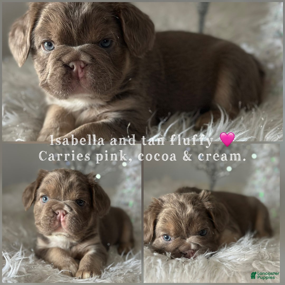 French Bulldog dogs for sale: Isabella and tan fluffy pink carrier - Ad 1