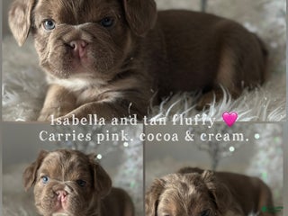 French Bulldog dogs Isabella and tan fluffy pink carrier - Ad 23