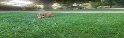 Cavapoo dogs for sale: Cavapoo 1 - Ad 5