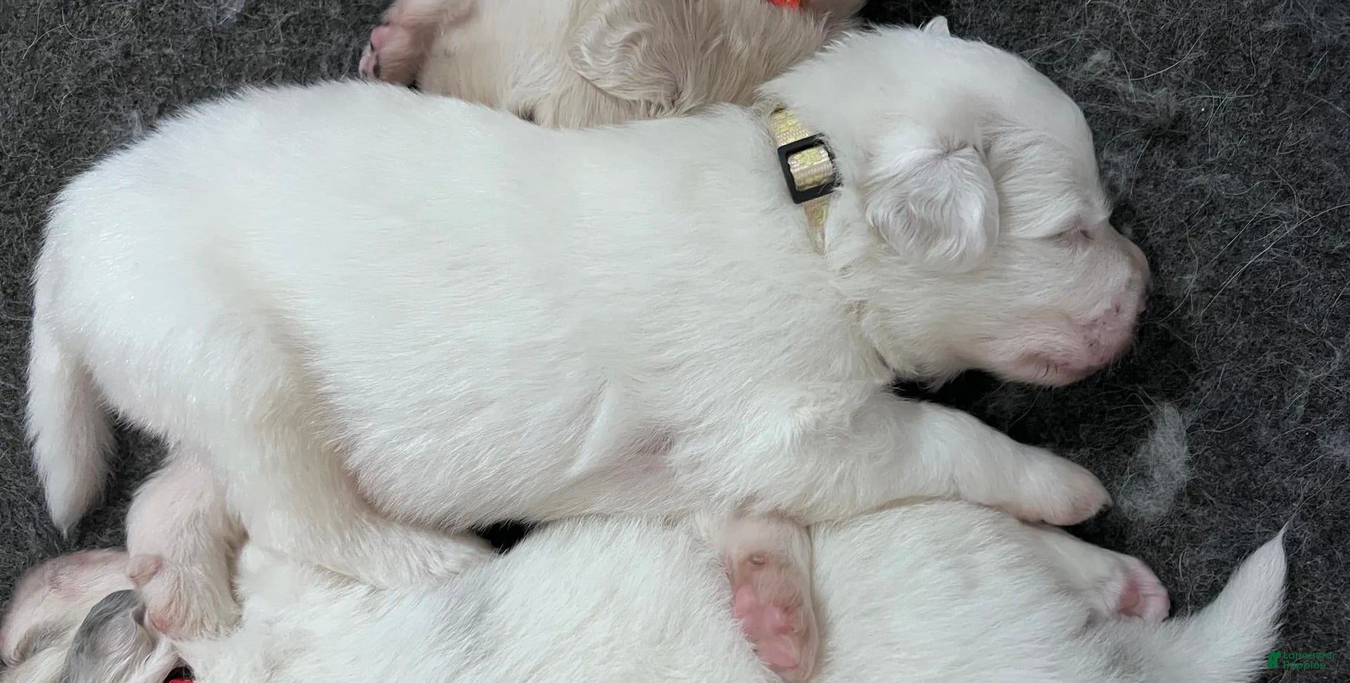 Great Pyrenees dogs Pine - Ad 2