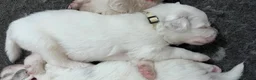 Great Pyrenees dogs for sale: Pine - Ad 2