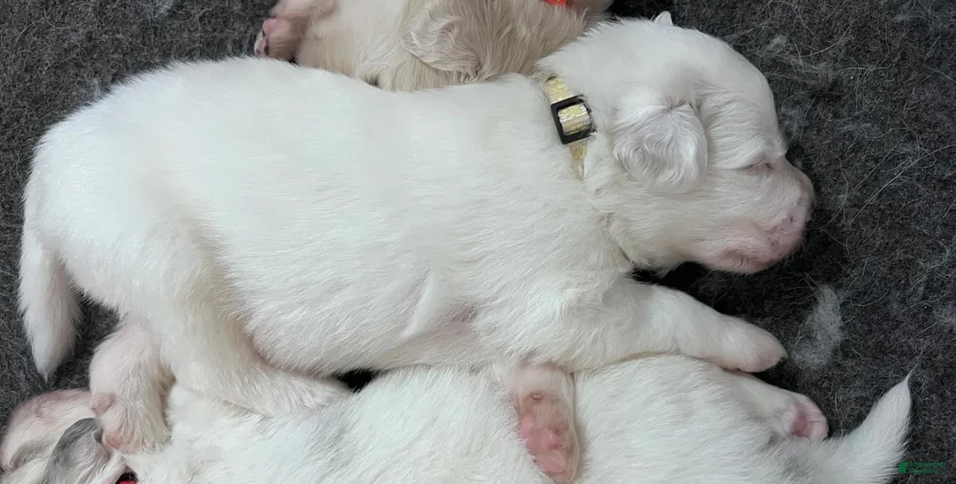 Great Pyrenees dogs for sale: Pine - Ad 2