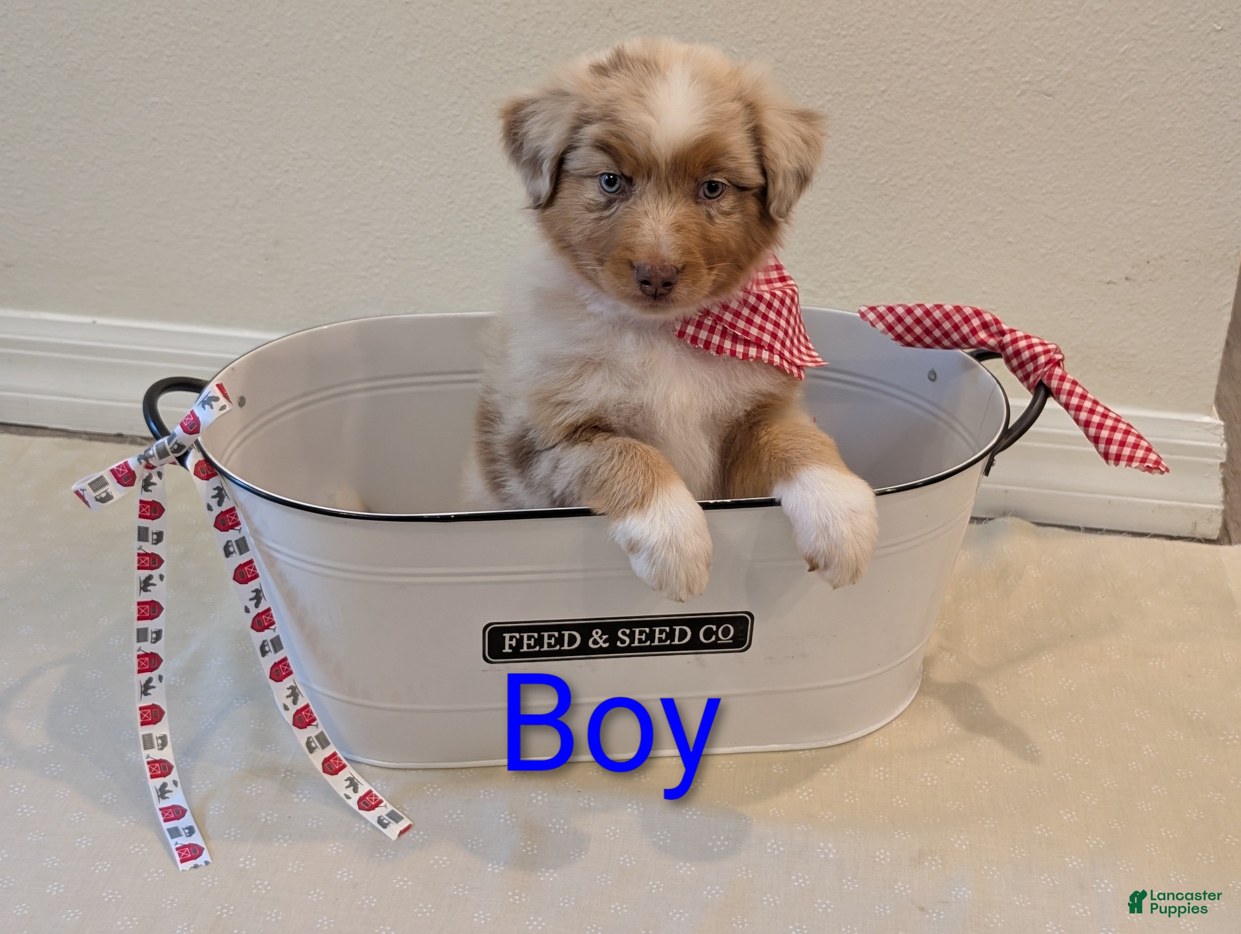 Mixed Breed dogs "Marble" - Ad 33
