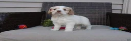 Cocker Spaniel dogs for sale: Frankie - Ad 3