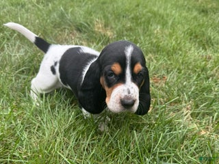 Basset Hound dogs - Ad 23