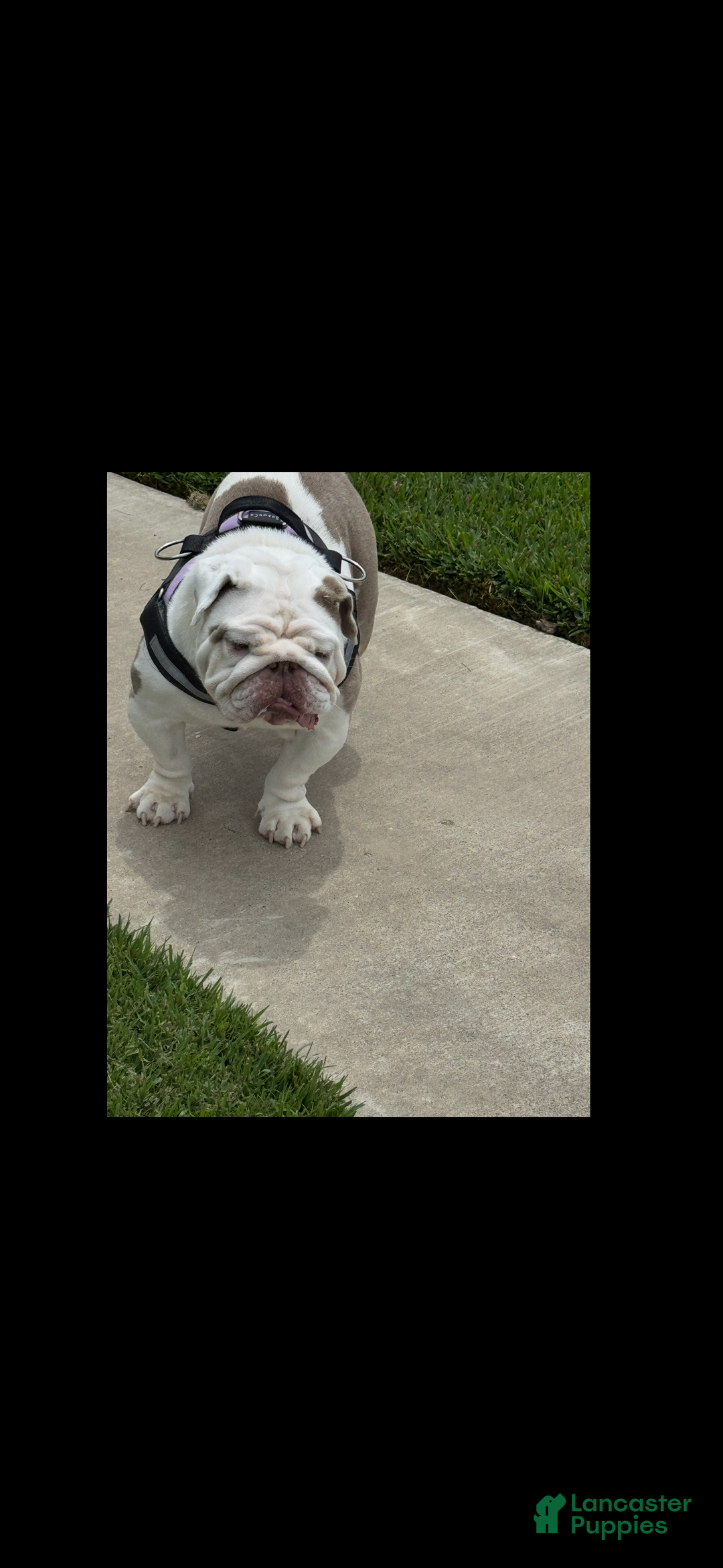 English Bulldog dogs for sale: English Bulldog Puppy 3 - Ad 2