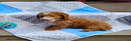 Mini Goldendoodle dogs for sale: Reddie Boy - Ad 6