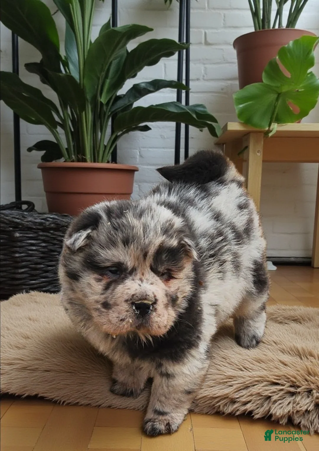 Shar Pei dogs for sale: Tinsel bear coat mini merle  - Ad 11