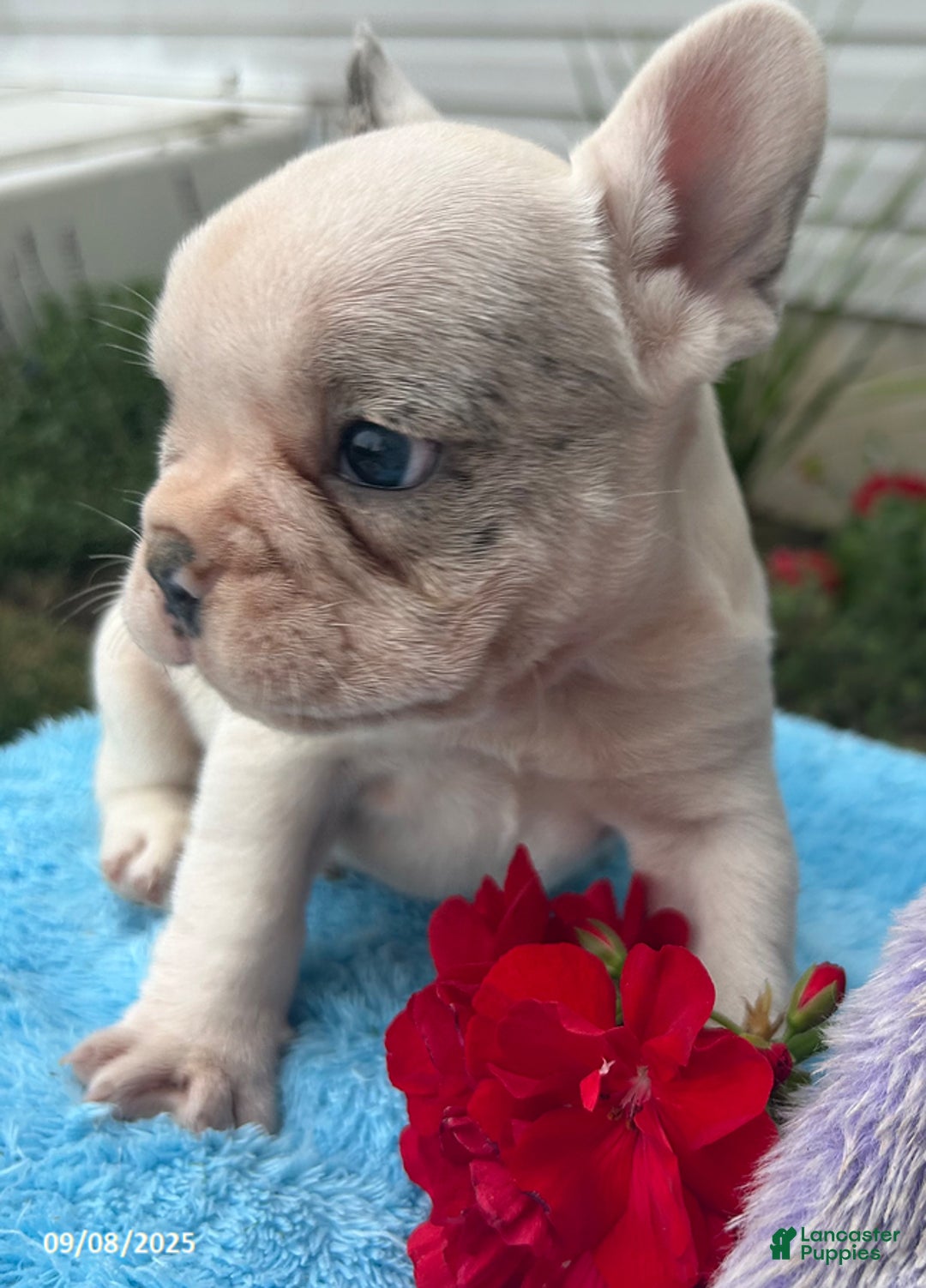 French Bulldog dogs for sale: Smokey - Ad 19