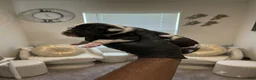 Great Dane dogs for sale: Rhythm & Soul’s Painted Kehlani - Ad 2