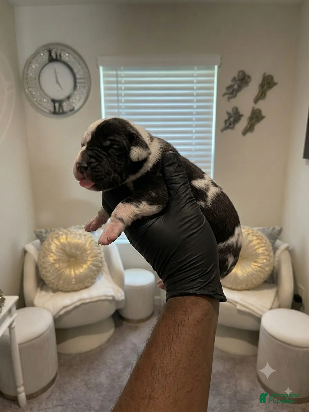 Great Dane dogs for sale: Rhythm & Soul’s Painted Kehlani - Ad 2