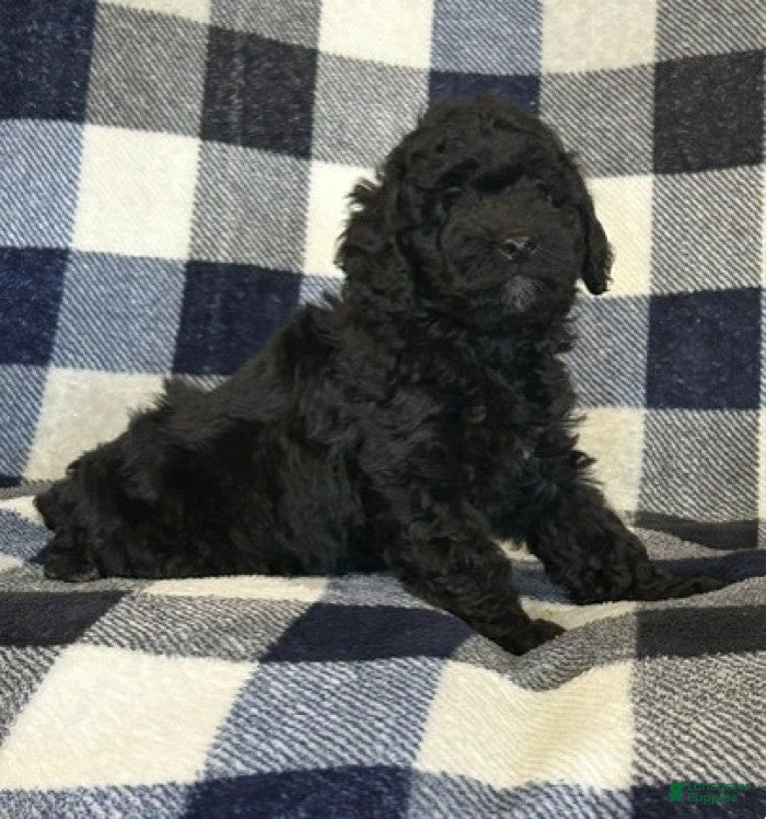 Miniature Poodle dogs for sale: Blacky - Ad 5