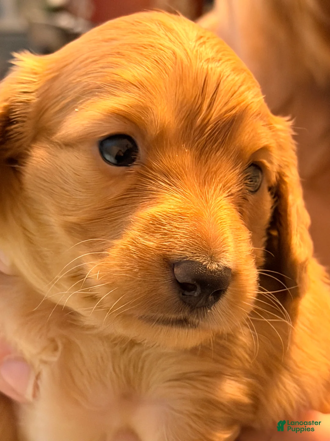 Dachshund dogs for sale: Dachshund Puppy 1 - Ad 10