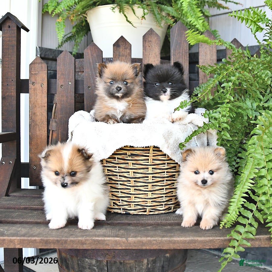 Pomeranian dogs for sale: Teddy - Ad 5