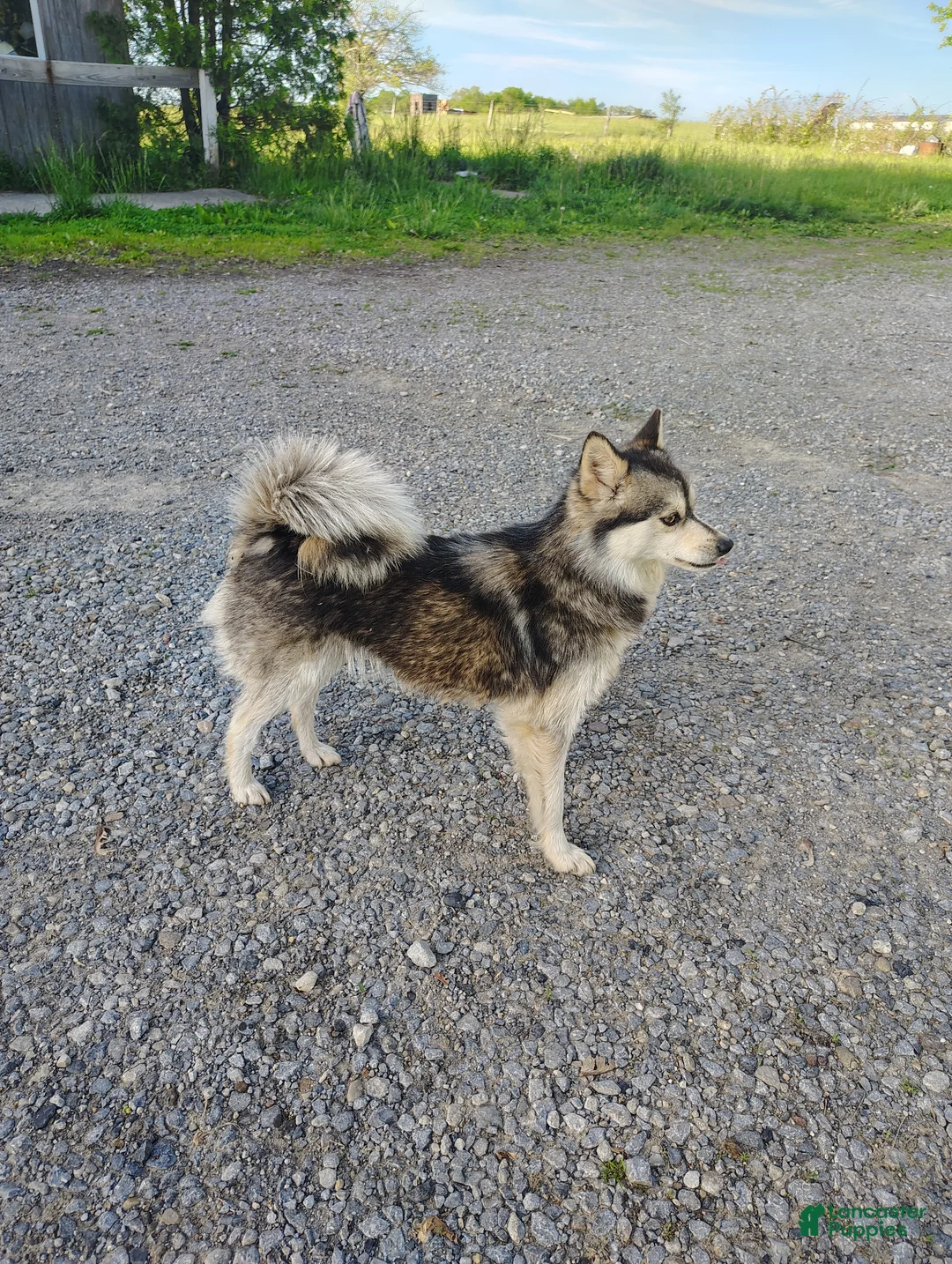 Mixed Breed dogs for sale: Oak - Ad 6