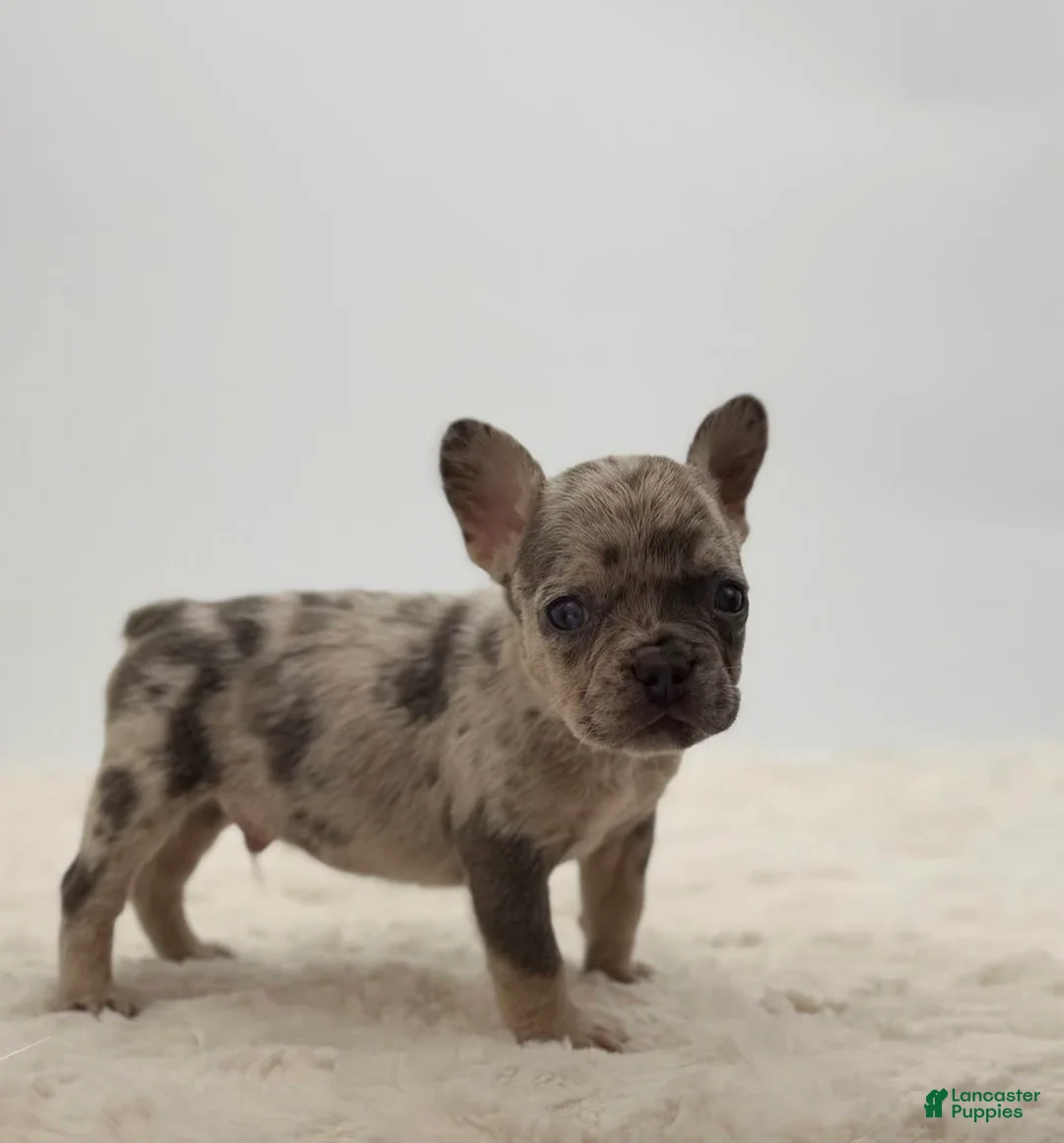 French Bulldog dogs for sale: 🐶 Meet Rocco – AKC Male French Bulldog - Ad 2