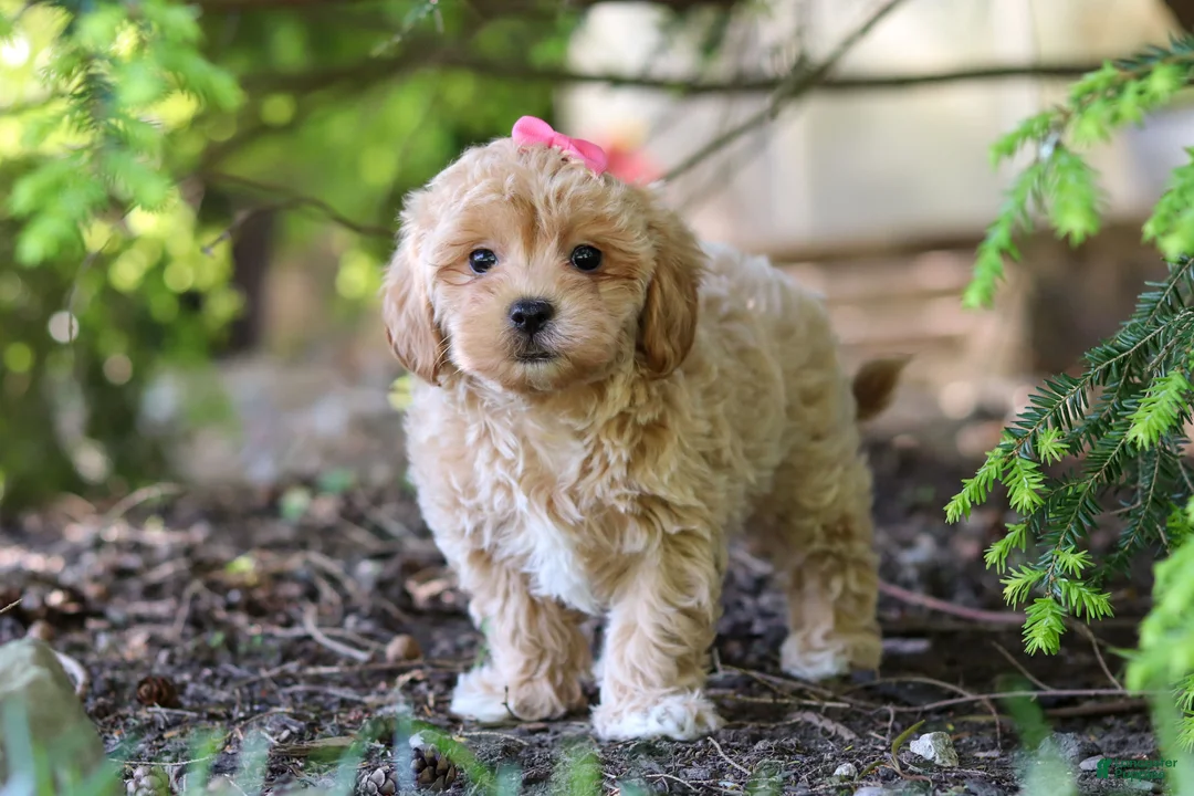 Maltipoo dogs for sale: Amelia - Ad 2