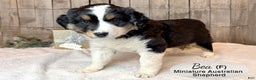 Miniature Australian Shepherd dogs for sale: Bea - Ad 1