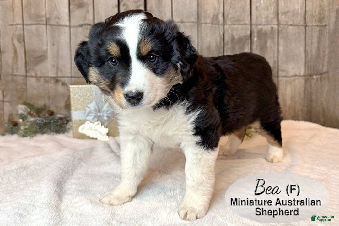 Miniature Australian Shepherd dogs for sale: Bea - Ad 1