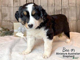 Miniature Australian Shepherd dogs Bea - Ad 7