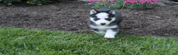 Siberian Husky dogs for sale: Ace - Ad 4