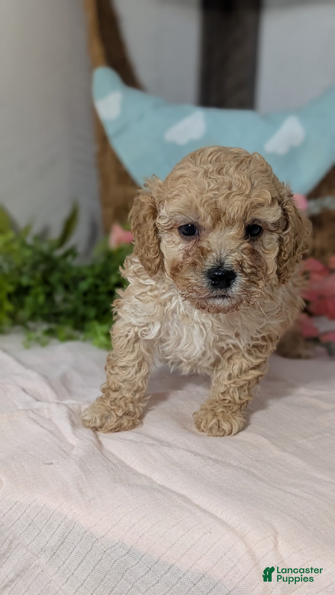 Miniature Poodle dogs for sale: Zeus - Ad 9