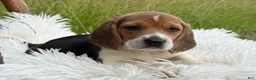 Beagle dogs for sale: Aspen - Ad 5
