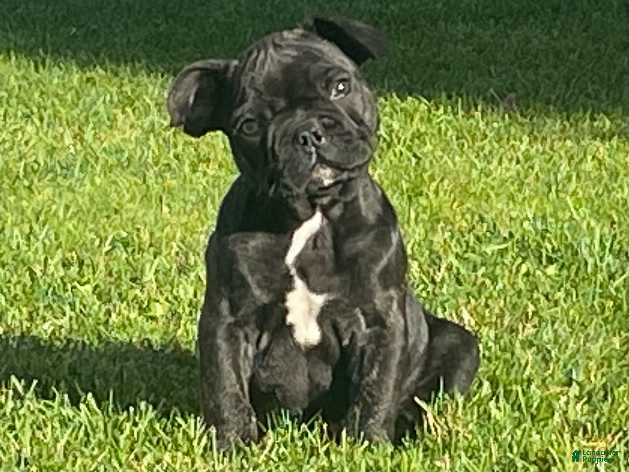 French Bulldog dogs Dallas - Ad 1
