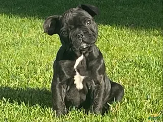 French Bulldog dogs Dallas - Ad 1