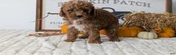 Mini Goldendoodle dogs for sale: Avery - Ad 6