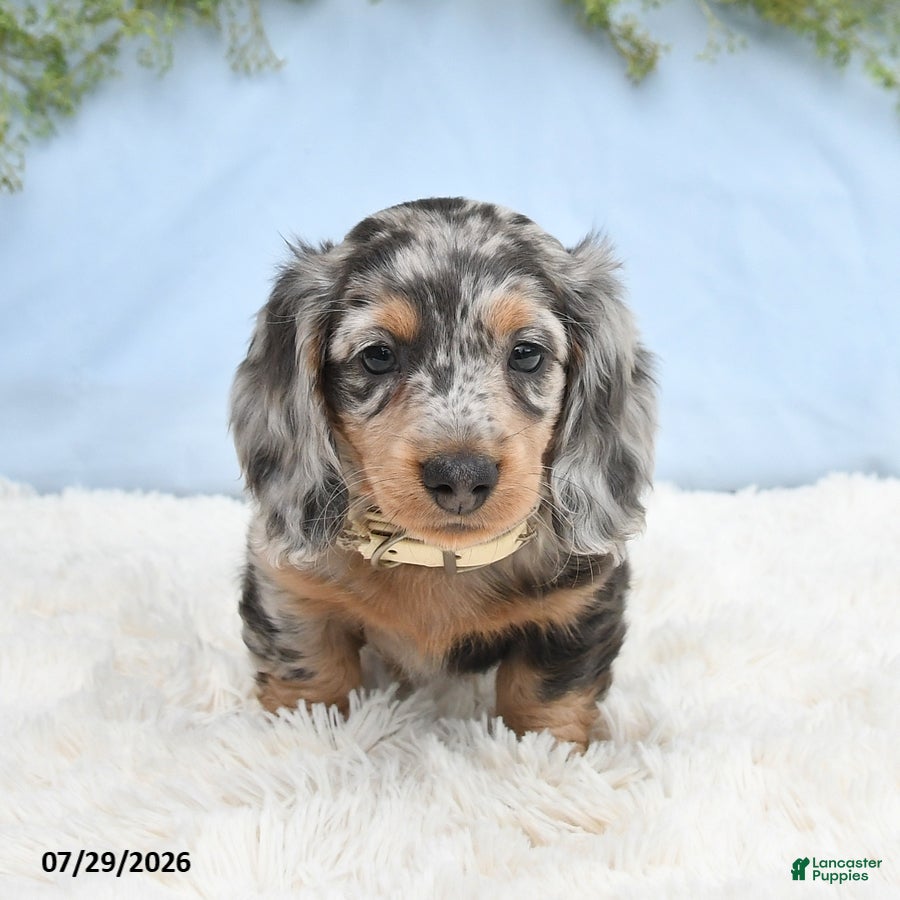 Miniature Dachshund dogs Tash - Ad 2