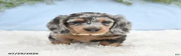 Miniature Dachshund dogs for sale: Tash - Ad 2