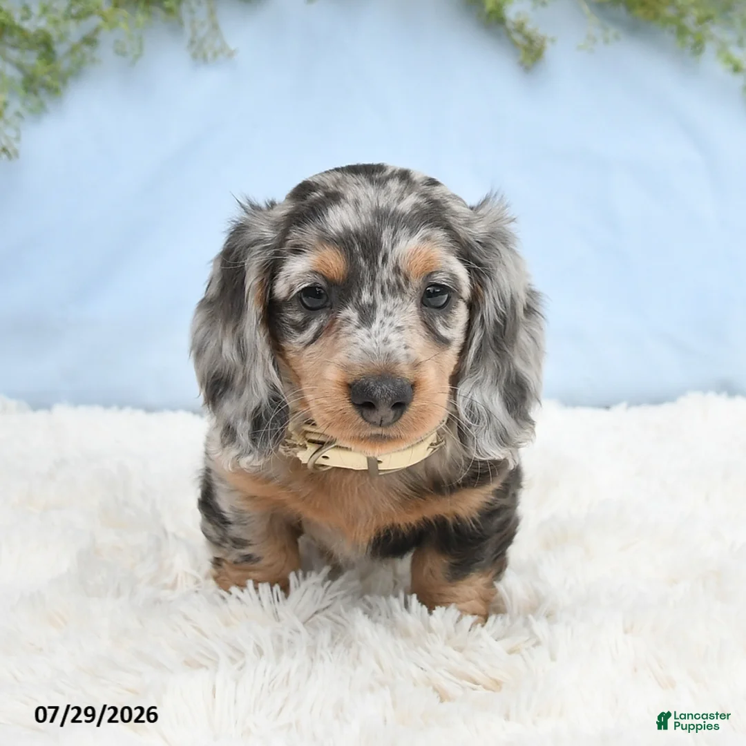 Miniature Dachshund dogs for sale: Tash - Ad 2