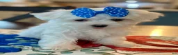 Maltese dogs for sale: Teacup Daina - Ad 2