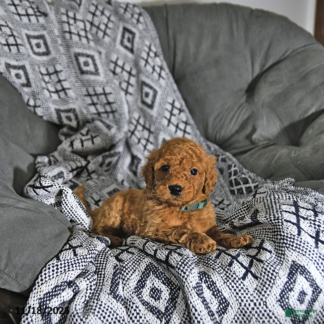 Mini Goldendoodle dogs for sale: Tinsel - Ad 9