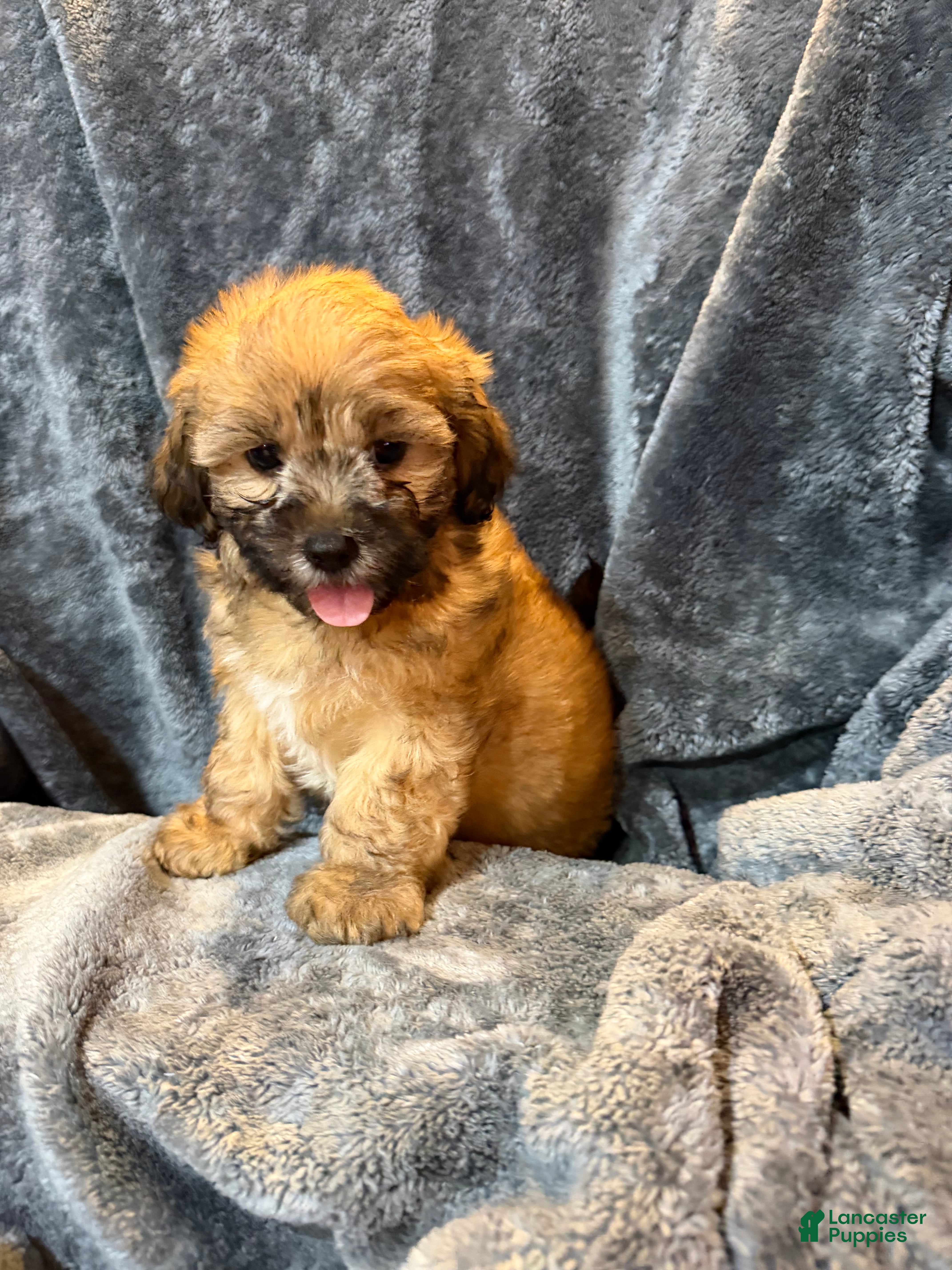 Mixed Breed dogs Max - Ad 1