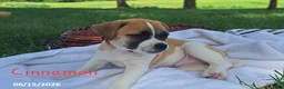 Jug dogs for sale: Cinnamon - Ad 3