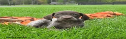 German Shorthaired Pointer dogs for sale: Ship - Ad 4