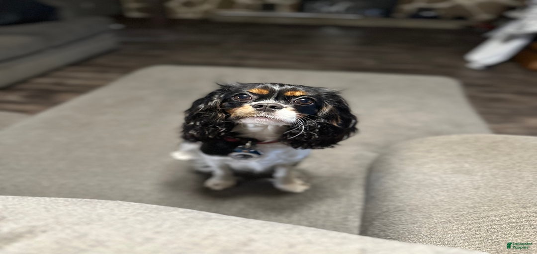 Gallery Image {{count}}