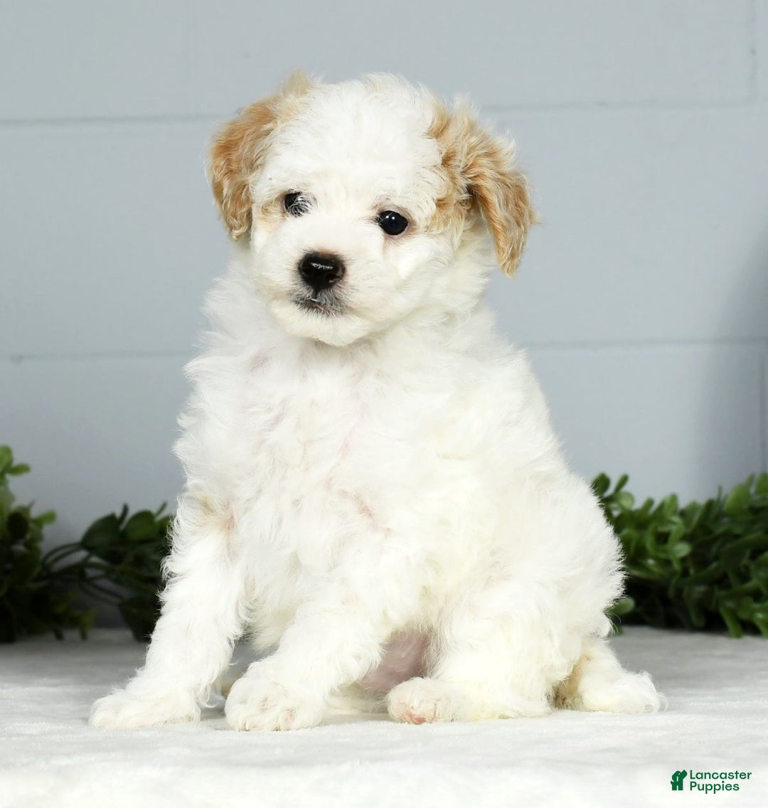 Toy Poodle dogs for sale: Kody Toy - Ad 4